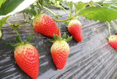 摘草莓的季节是几月份，草莓的营养价值高吗