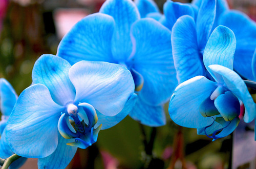 蓝色蝴蝶兰的花语是什么