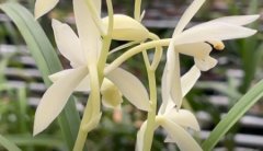 建兰开花最白的品种是什么 白素花品种有什么特点